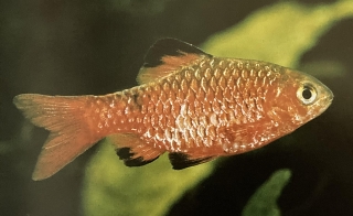 Puntius 
            conchonius ou barbus rosé